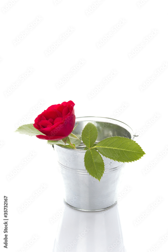 Red rose in a pail