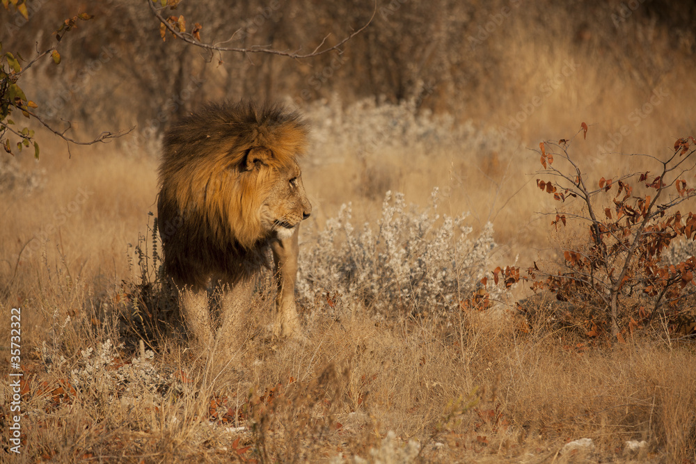 Fototapeta premium Leone africano di profilo