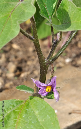 fleur d'aubergine