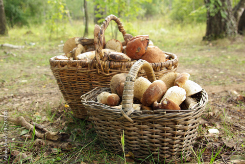 Two baskets of mushrooms in the forest