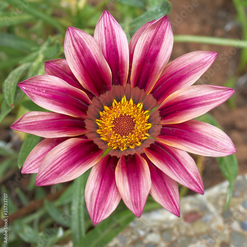 Daybreak pink Gazania flower closeup