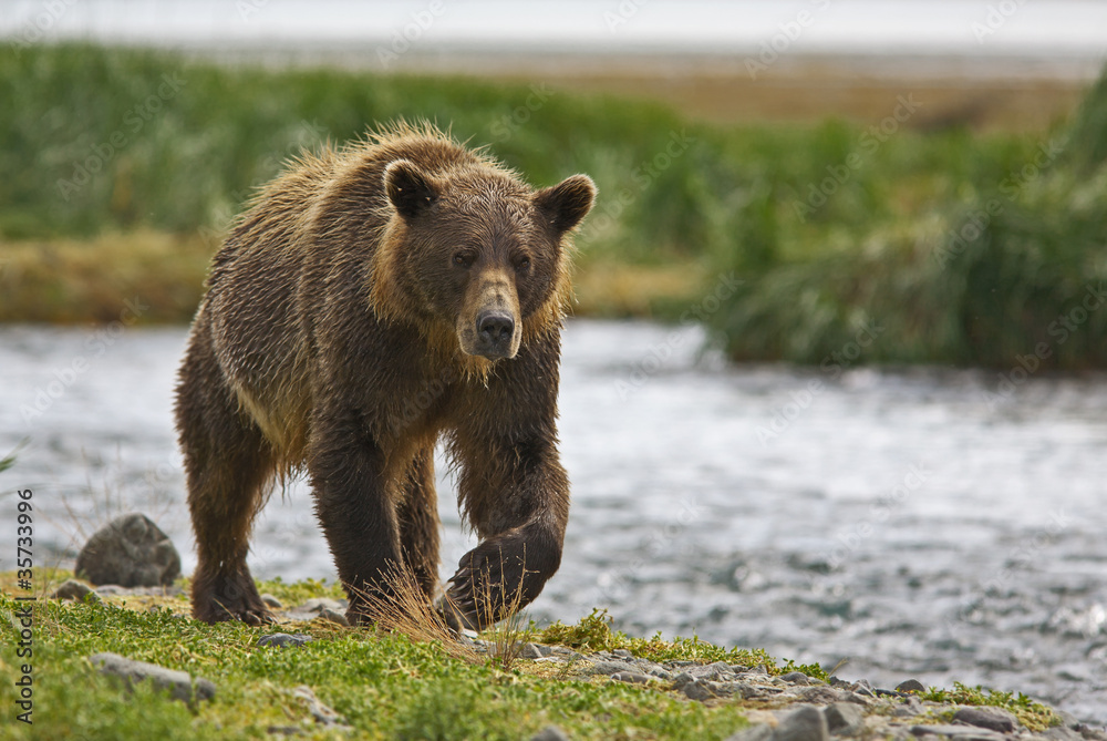 Fototapeta premium Küstenbraunbär in Katmai Alaska wildlife