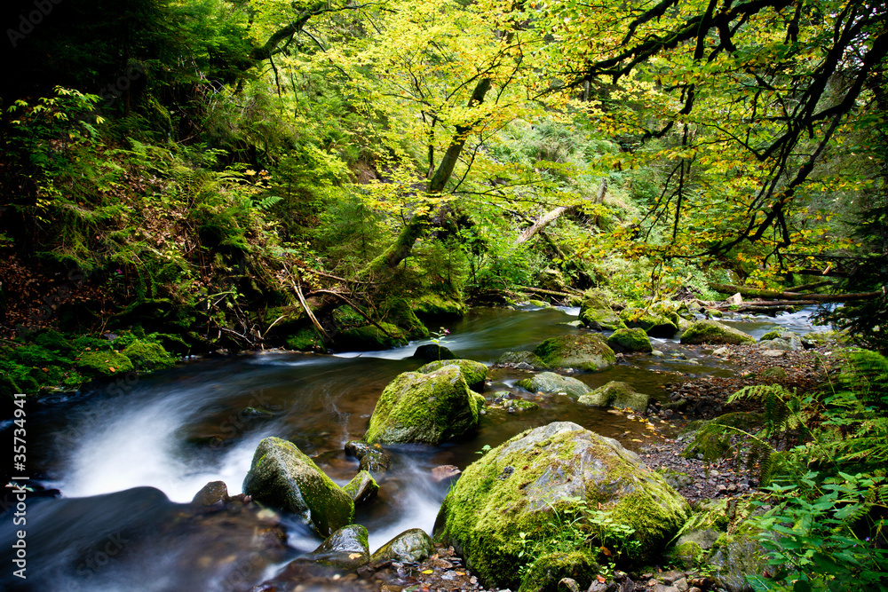 Obraz premium Herbstwald