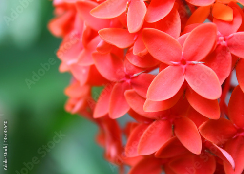 Fototapeta Naklejka Na Ścianę i Meble -  Rangan flower of Southern Asia