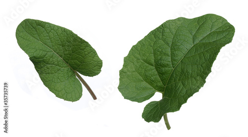 Burdock (arctium lappa)