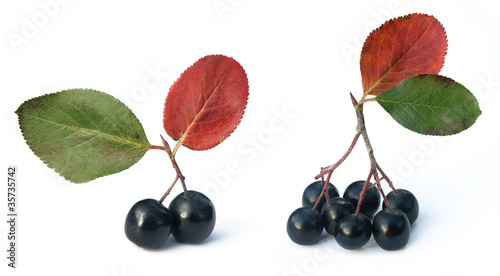 Black chokeberry  aronia  in autumn