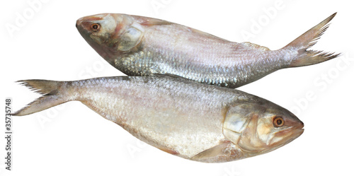 Popular Ilish fish of Southeast Asia