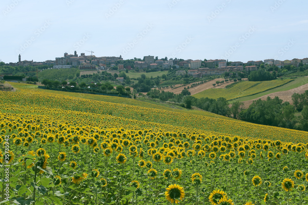 Panorama of Filottrano(Ancona, Marches, Italy) and sunflowers' f