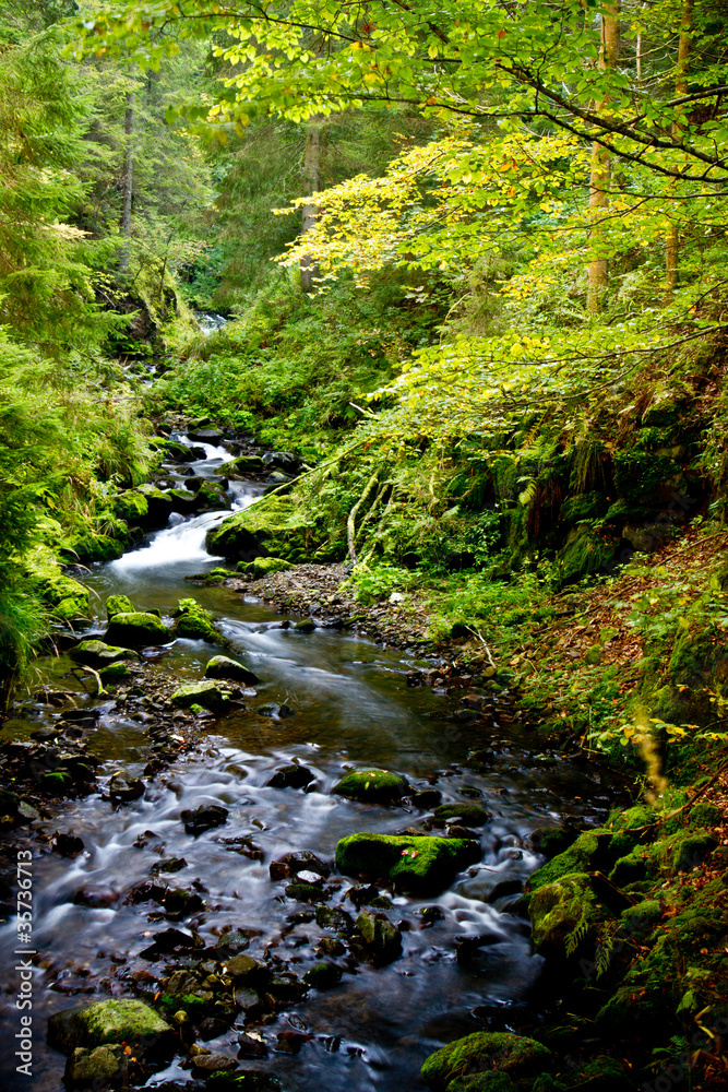Herbstwald Herbstwald