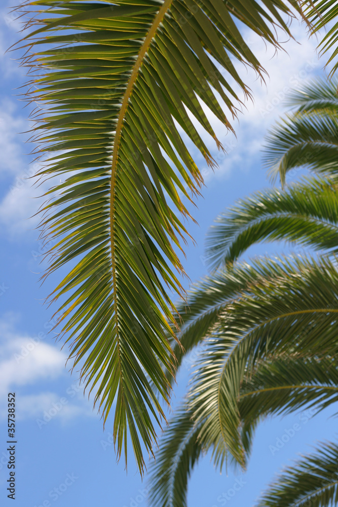 palm tree