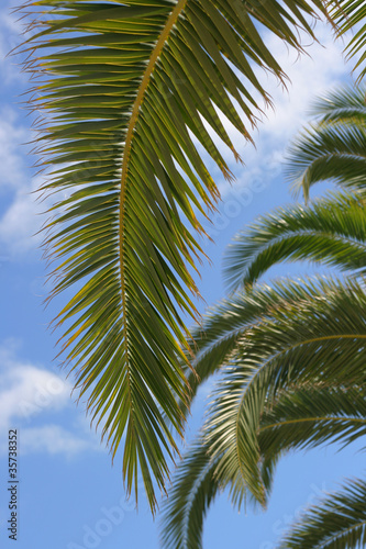 palm tree © Natalia Mylova