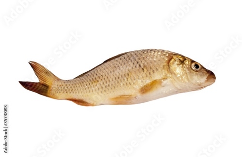 carp isolated on white background
