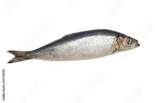 salted herring on white background