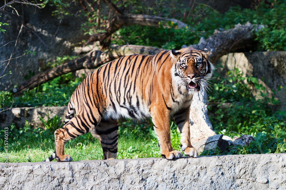 Obraz premium Tygrys