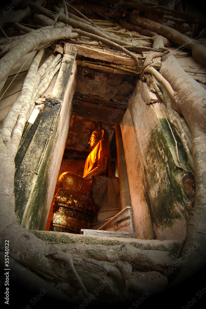 Buddha in the church is covered with trees