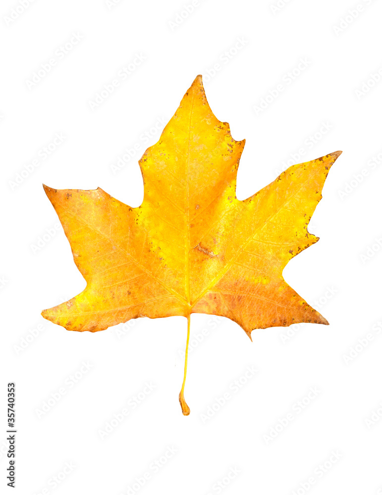 beautiful autumn maple leaf isolated on white background beautiful autumn maple leaf isolated on white background