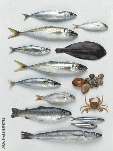 A group of Atlantic and Mediterranean fish