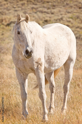 Single White Horse in Pasture © Ruth P. Peterkin