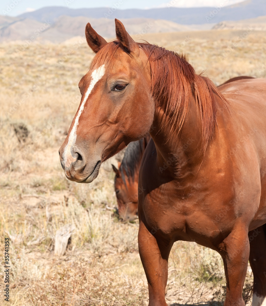Chestnut Horse Chestnut Horse