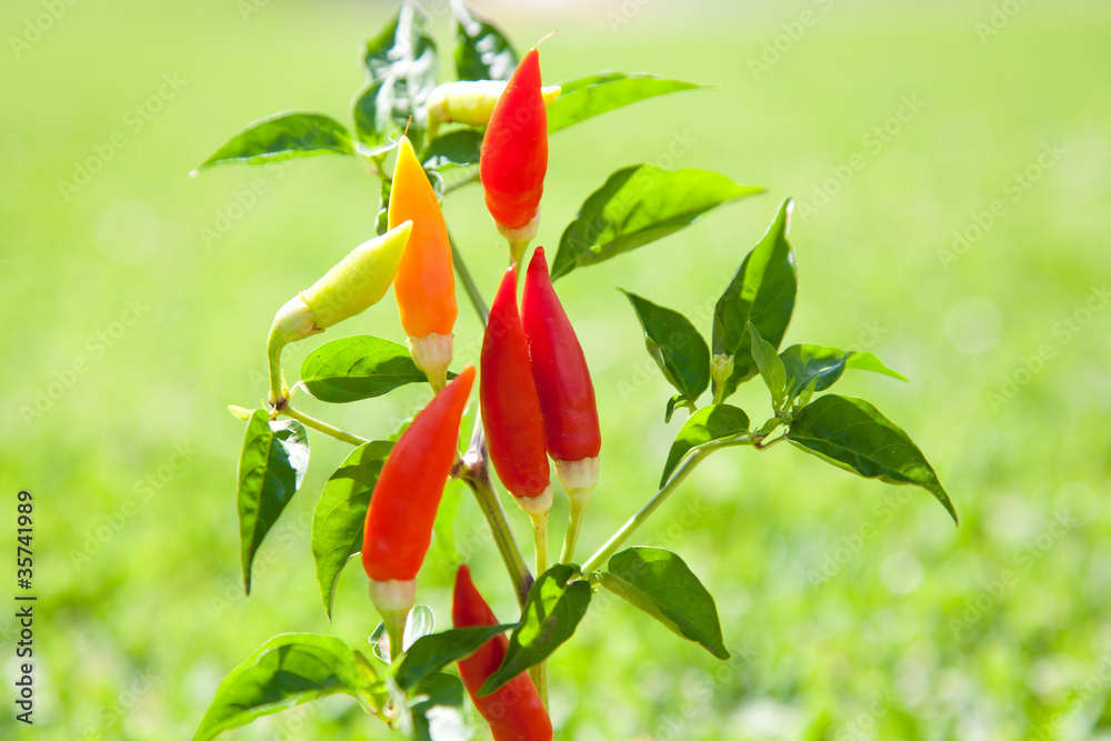 Fototapeta premium chili hot peppers plant in red and orange