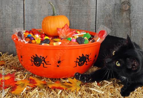фотографія black cat protecting halloween candy