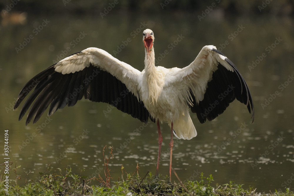 Fototapeta premium white stork - Ciconia ciconia Linnaeus
