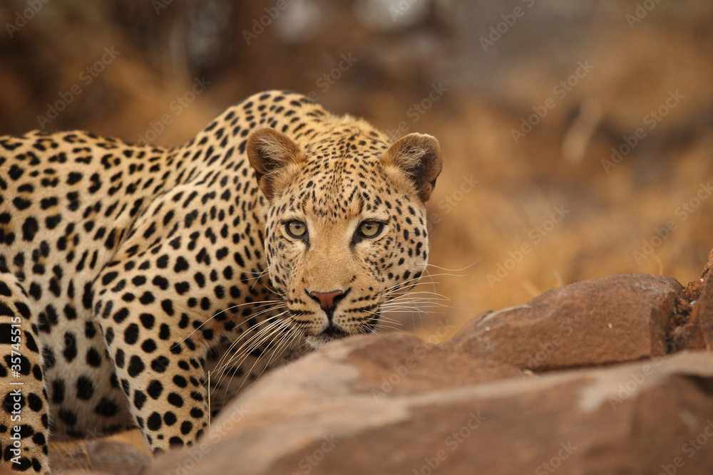Naklejka premium Leopard searching for prey