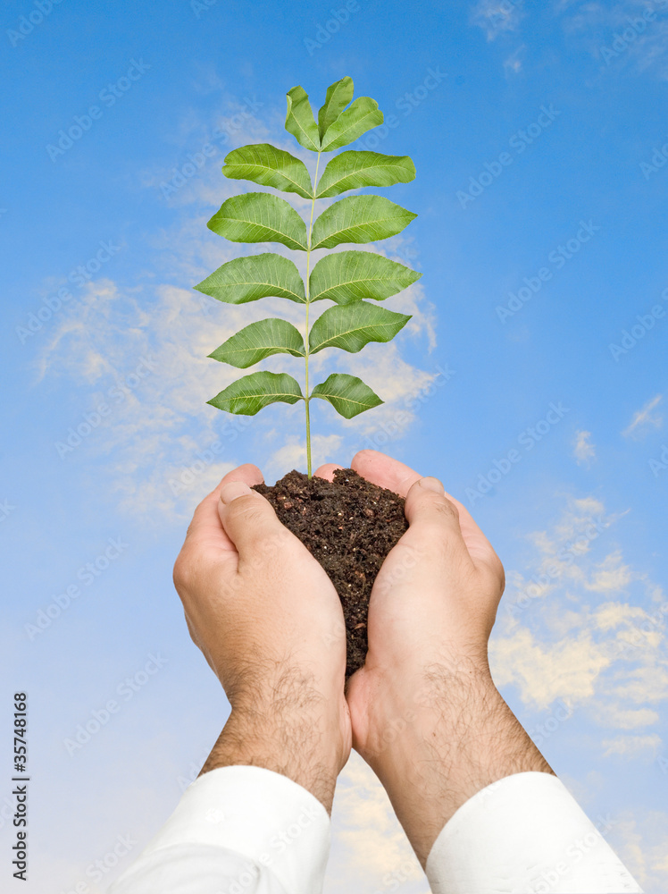 sapling in hands