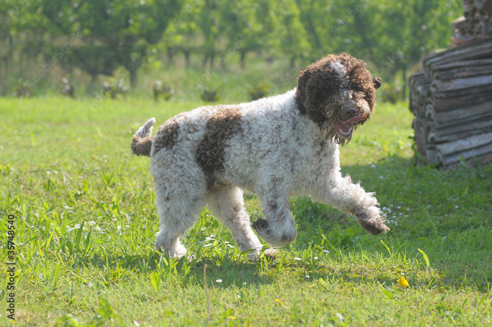 LAGOTTO.