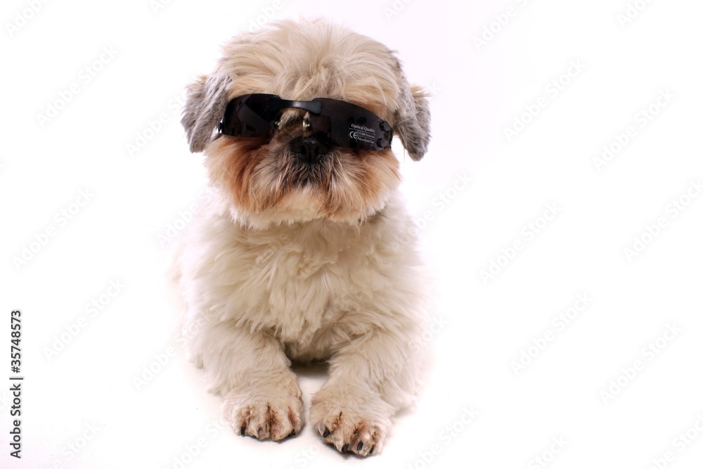 Etablering fotografering Og junger Hund Shih Tzu trägt Sonnenbrille schräg Stock Photo | Adobe Stock