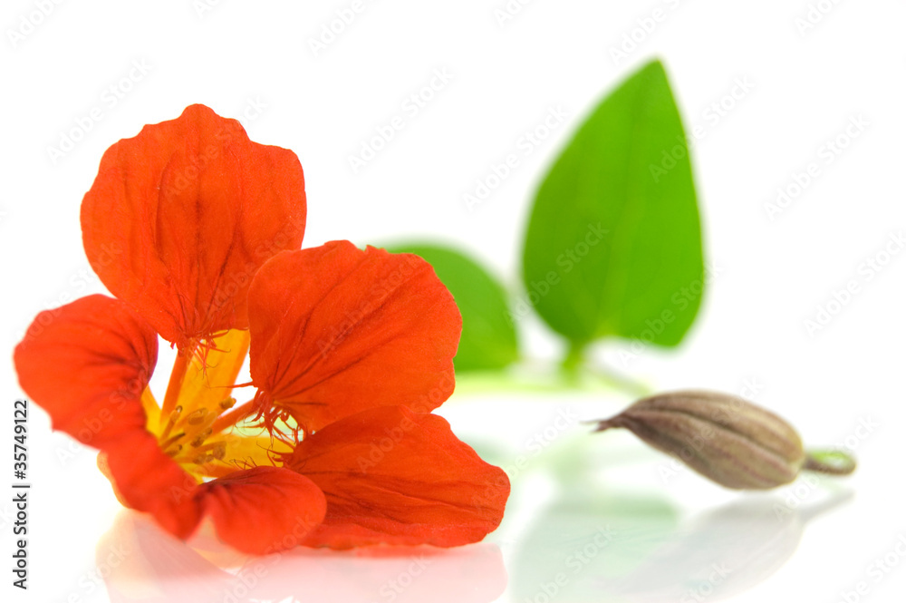 Naklejka premium red nasturtium