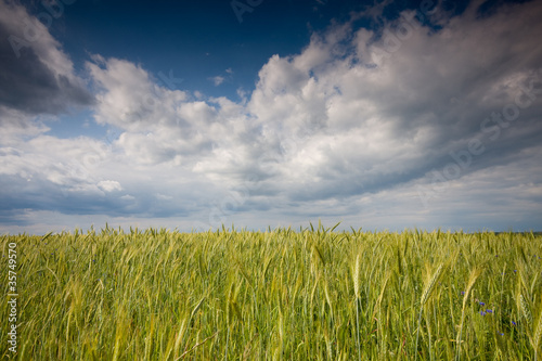 Green field