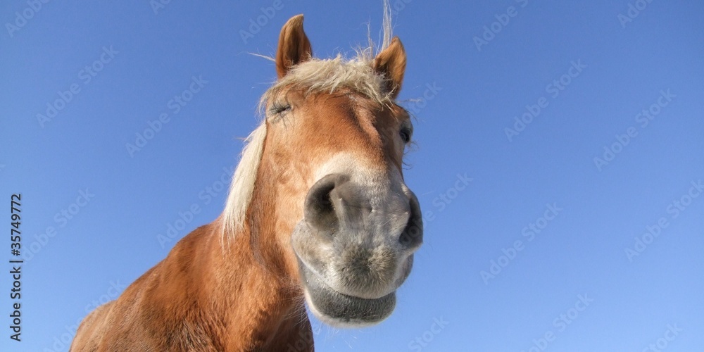 Fototapeta premium Pferd aus der Froschperspektive, zwinkernd
