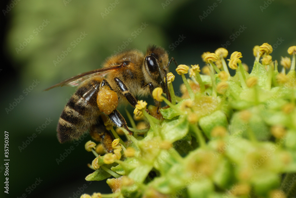 Bee Bee