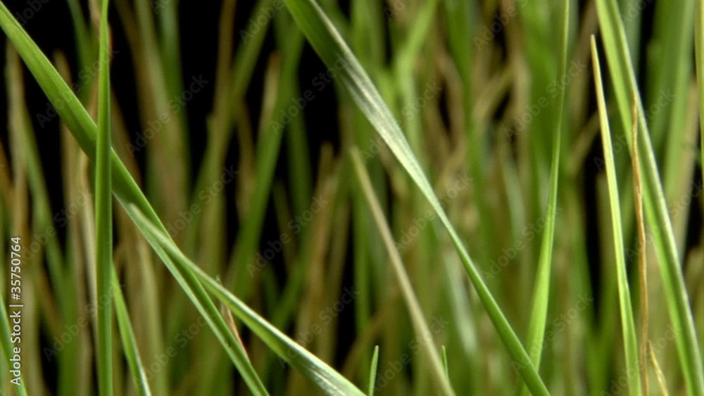 Green grass, passes, isolated on black background. Green grass, passes, isolated on black background.