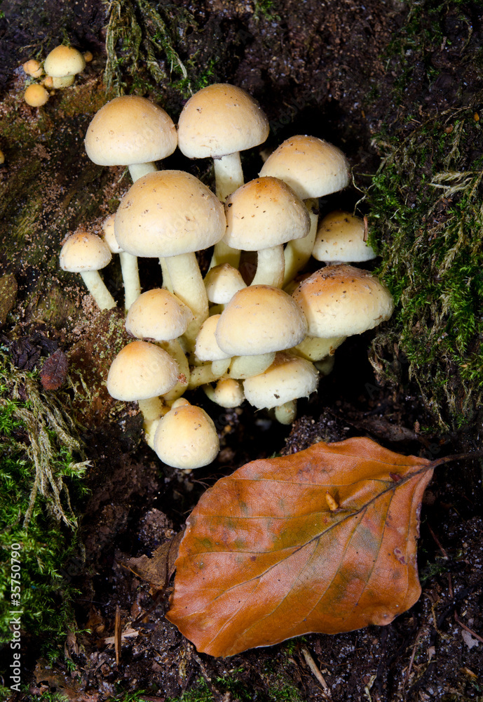 Herbstwald, Hallimasche und verfärbtes Blatt