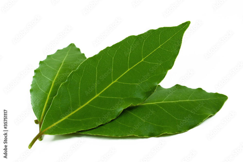 Obraz premium Lorbeer