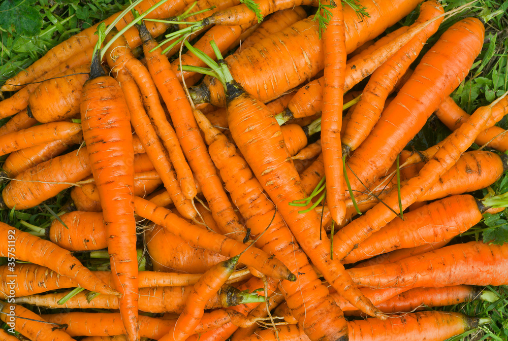 Pile of carrot 3