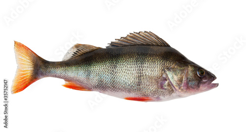 freshwater perch
