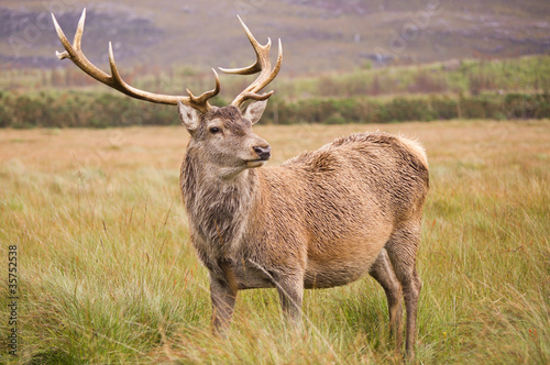 Red Deer Stag (cervus elaphus) in field