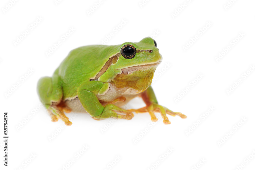Laubfrosch Laubfrosch