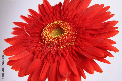 Red gerbera flower