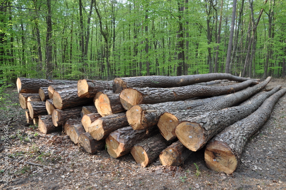 Baumstämme im Wald