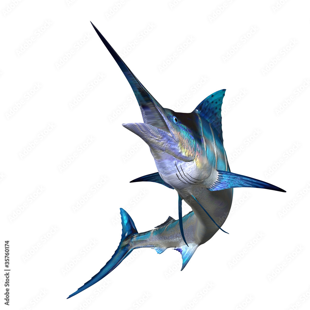 Fototapeta premium Marlin 01