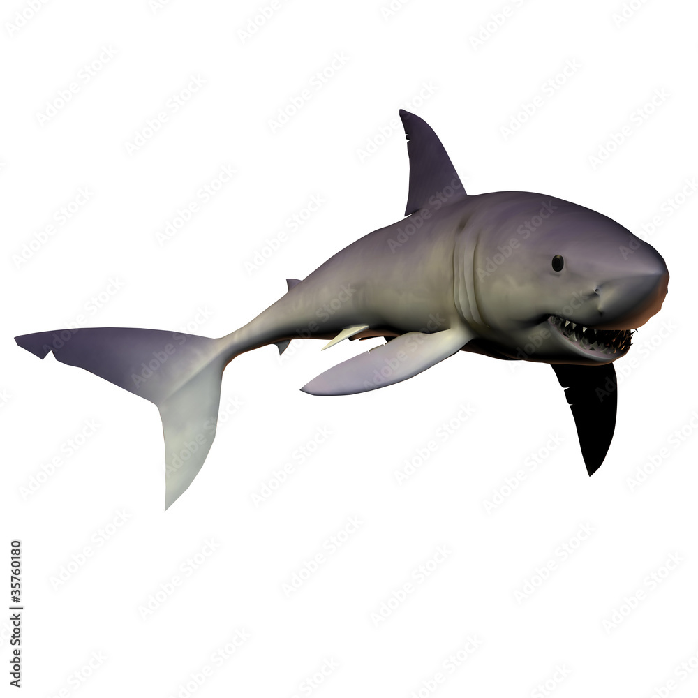 Fototapeta premium Mako Shark 01