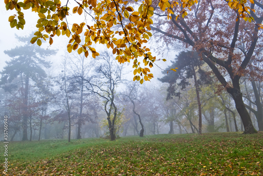 autumn fog