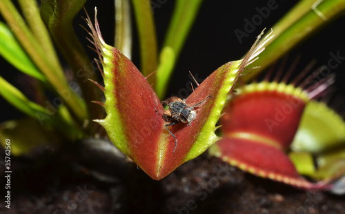 Photo carnivorous plant with dead insect corpse