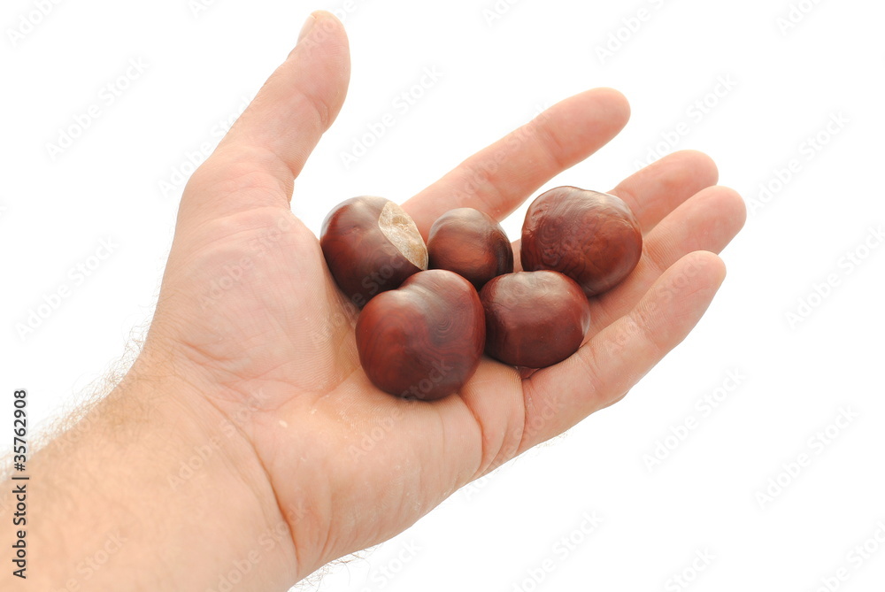 man hand holds chestnuts isolated on white background man hand holds chestnuts isolated on white background
