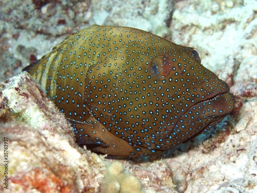 Blue Spotted Grouper - Cephalopholis argus photo