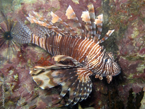 Lionfish - Pterois volitans photo